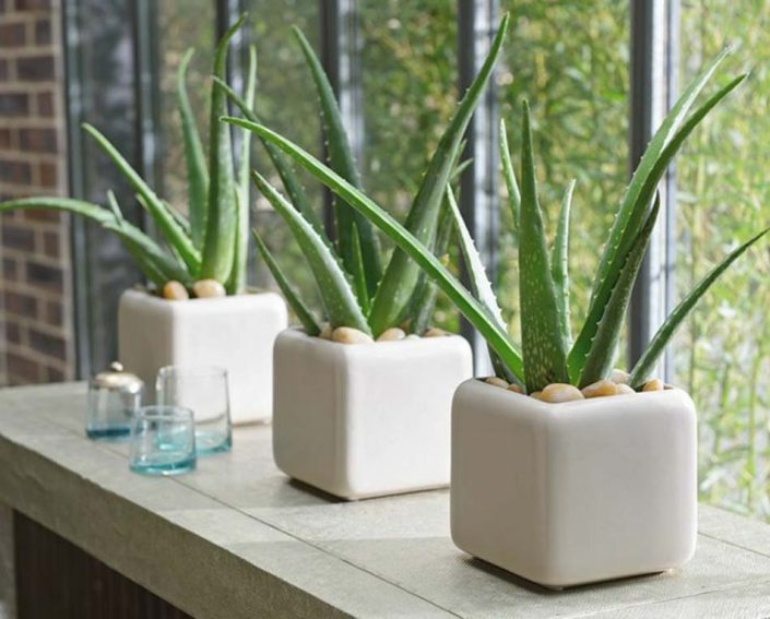 Plantas Para El Diseño De Interior Aloe Vera Sonia Masip 5465
