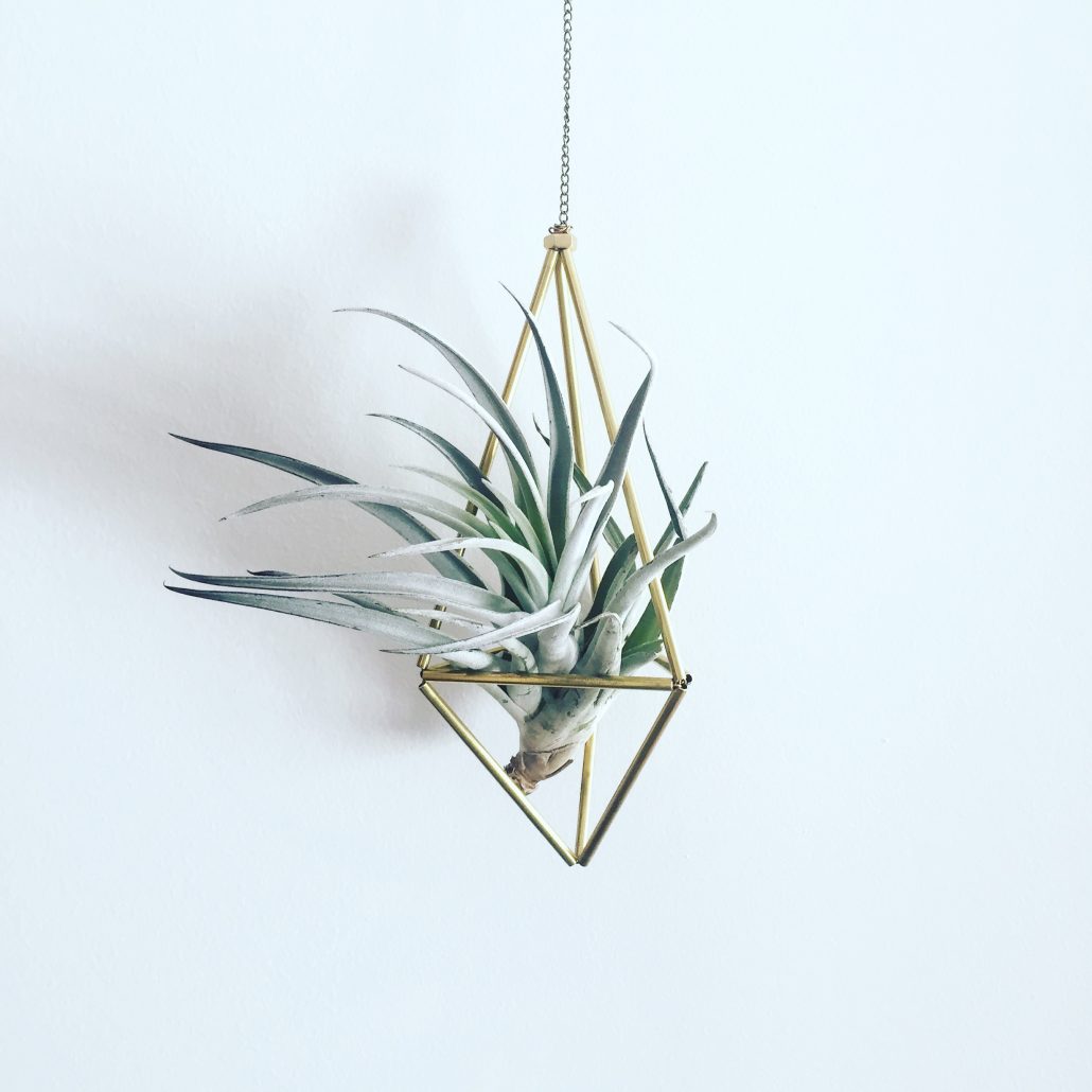 plantas para el diseño de interior plantas aereas